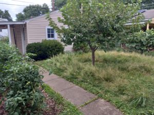 Grape vines, cherry tree, wilding lawn, garden and carport
